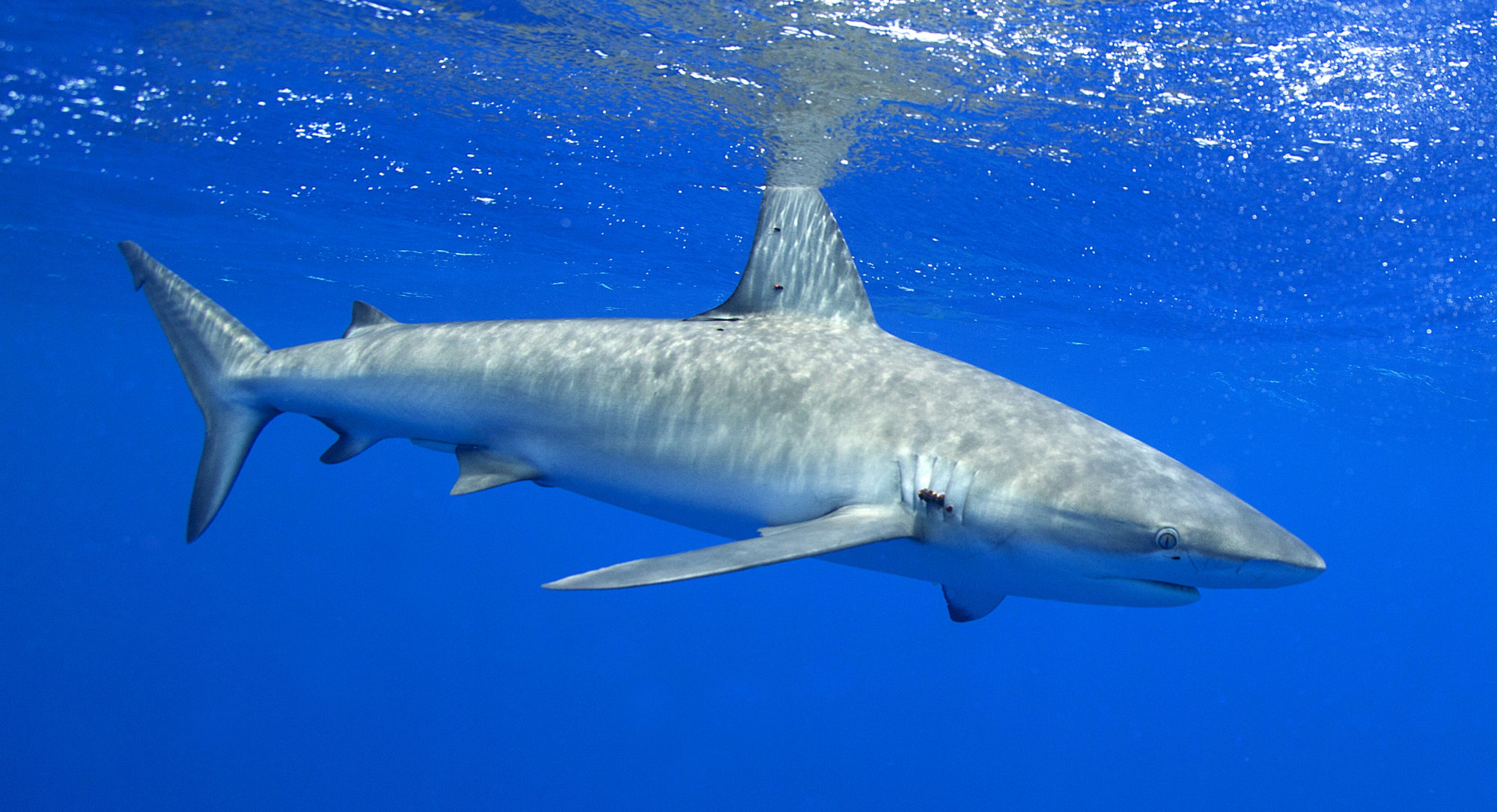Read more about the article Shark Victory On The Horizon in Connecticut USA