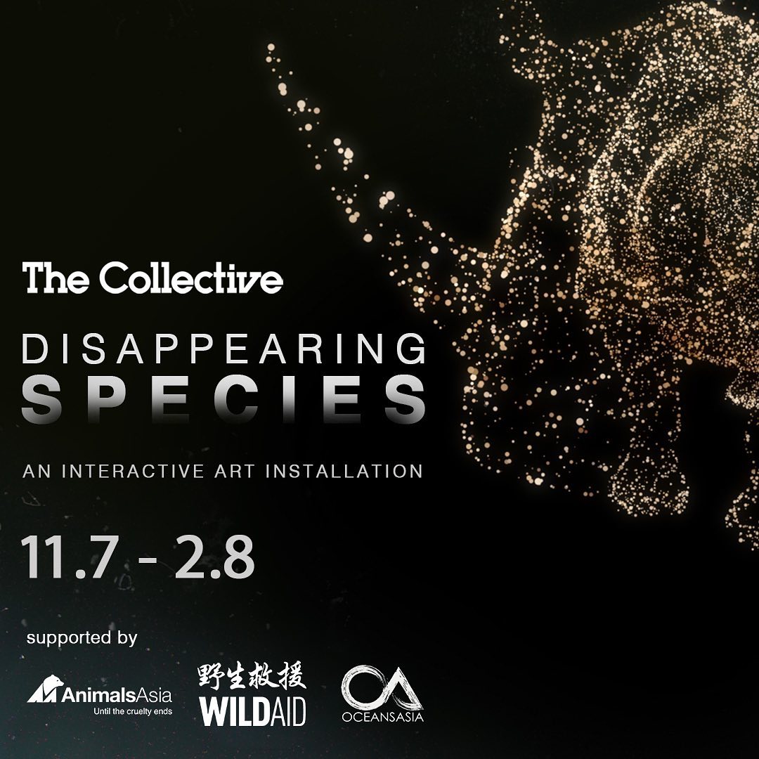 Read more about the article Disappearing Species – Interactive Art Exhibition with The Collective