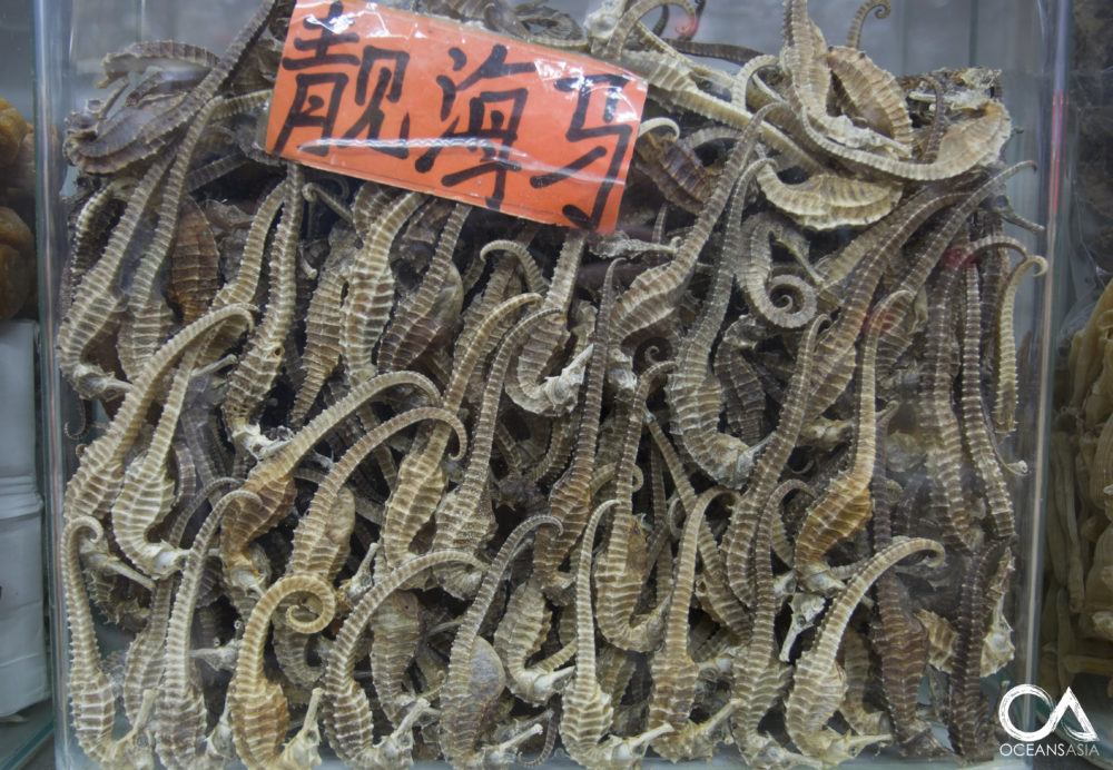 Read more about the article CITES – Failing To Protect Seahorses