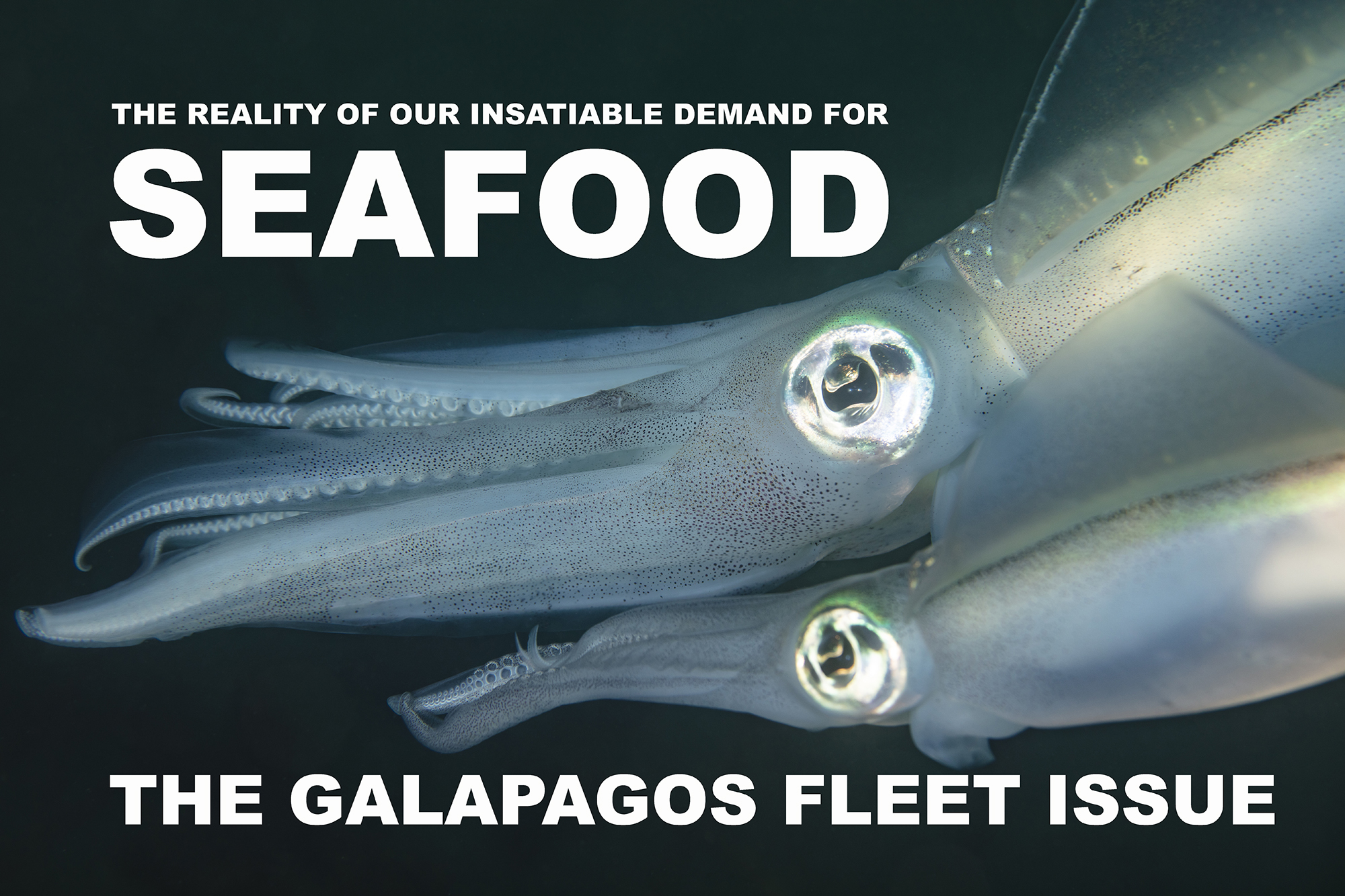 Read more about the article Chinese Fleet Near Galapagos – Our Insatiable Demand For Seafood.