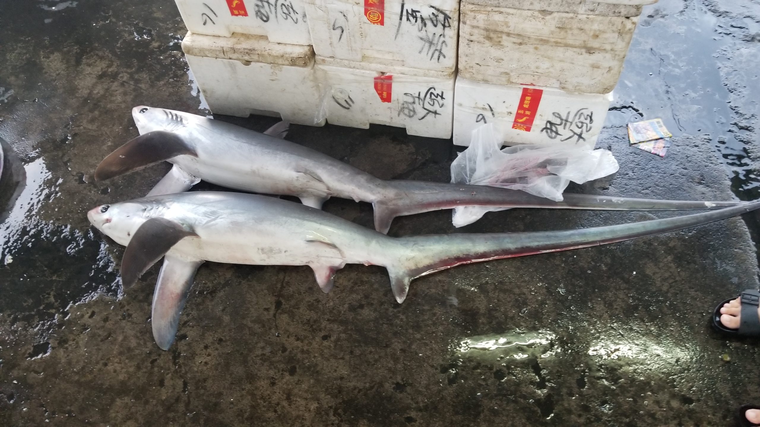 Inside India's illegal shark-fin trade - Oxpeckers