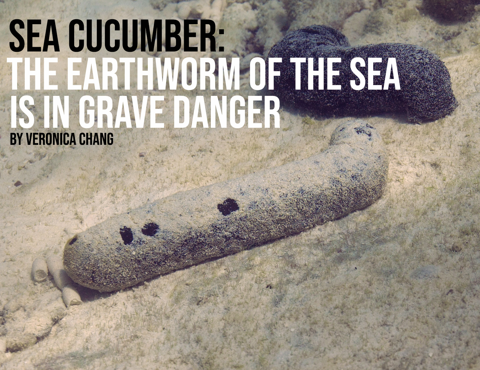 Read more about the article The Earthworm of the Sea is in Grave Danger